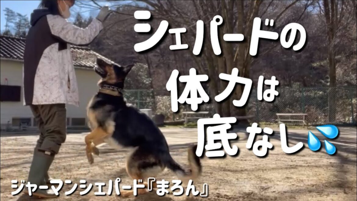【ジャーマンシェパード】朝から晩までほんとによく動きます。走って飛んで。。。飼い主は大変だけどこのくらいの運動は必要ってことですよね😅今日もまろんの1日にお付き合いください😆 【ジャーマンシェパード】朝から晩までほんとによく動きます。走って飛んで。。。飼い主は大変だけどこのくらいの運動は必要ってことですよね😅今日もまろんの1日にお付き合いください😆