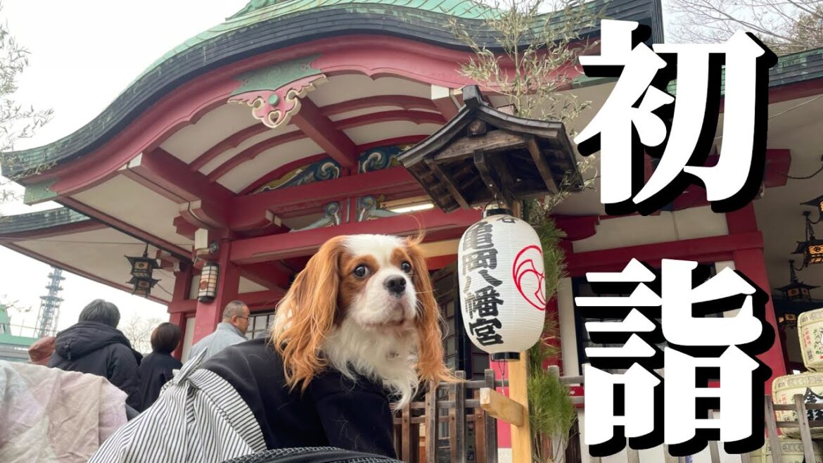 愛犬と一緒に初詣‼︎【本年もよろしくおねがいします!】 愛犬と一緒に初詣‼︎【本年もよろしくおねがいします!】