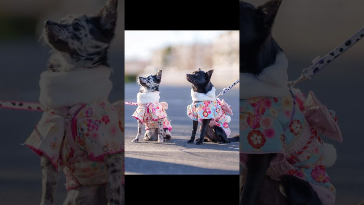 新春さんぽ　#chihuahua #dog #mixedbreed #チワワ #双子犬 #schipperke #スキッパーキ