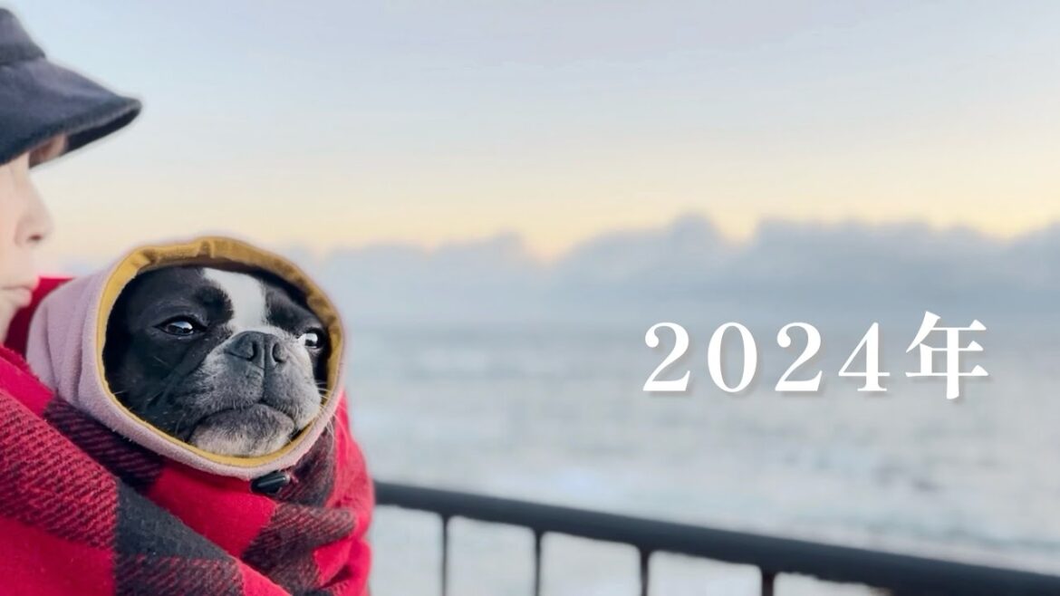 2024年の幕開/初日の出【ボストンテリア】前編 2024年の幕開/初日の出【ボストンテリア】前編