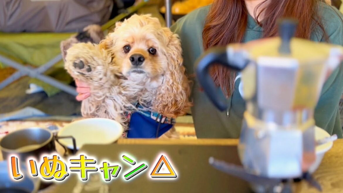 【いぬキャン△】12月なのに20℃を超えたあの日に急遽キャンプをしてきました