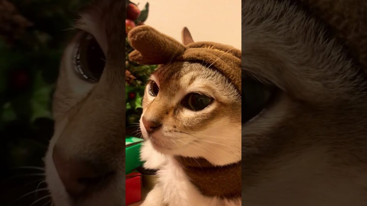 がんばってトナカイさんになるシンガプーラなのにゃ♪ #cat #シンガプーラ#singapura
