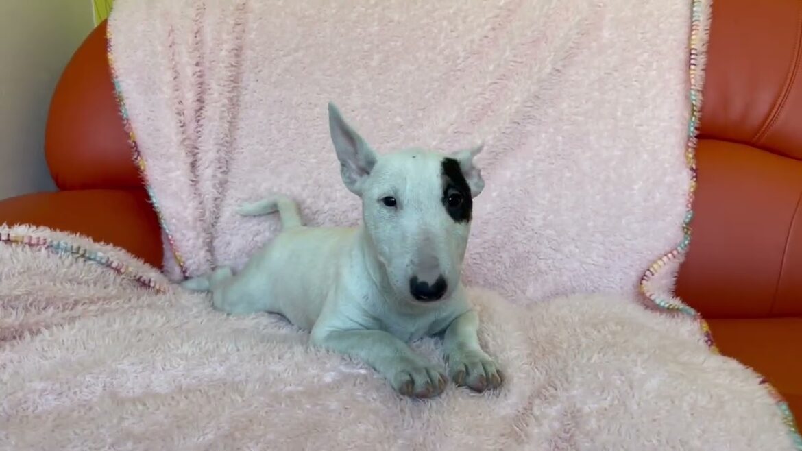 ミニチュアブルテリア アイパンチの女の子❤️ ミニチュアブルテリア アイパンチの女の子❤️