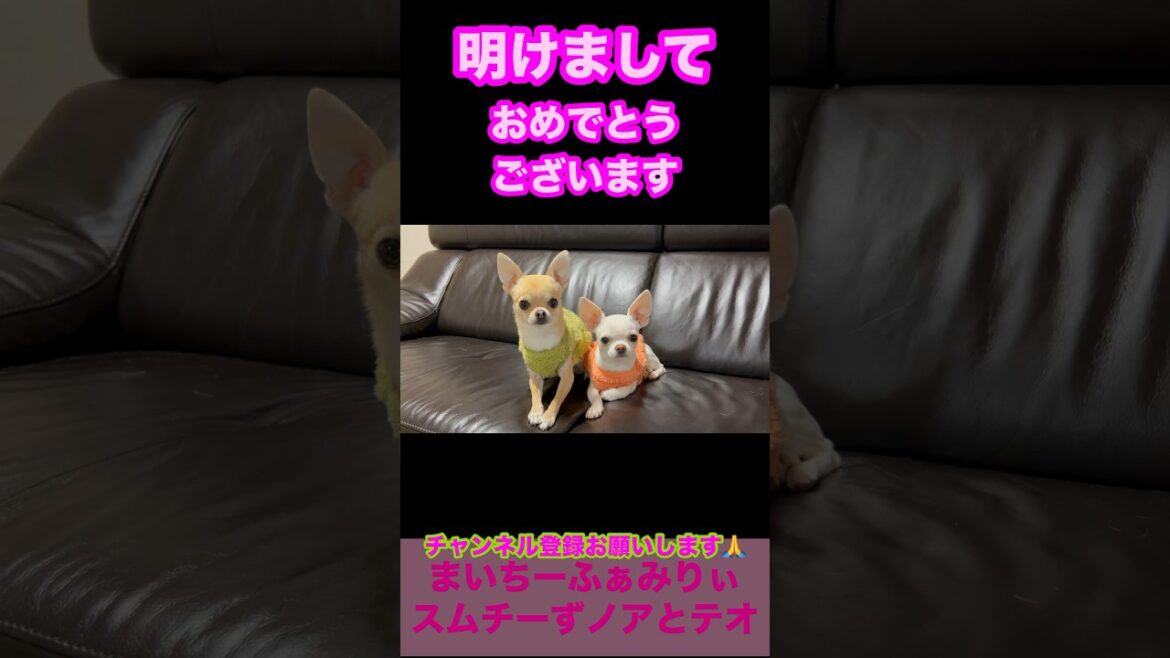 【多頭飼いスムチーず】新年のかわいいご挨拶とノアのテオへの指導一発目🐾今年も言う事が聞けず、ノアから頭を叩かれるテオ😅　#shorts #かわいい犬 #あけおめ