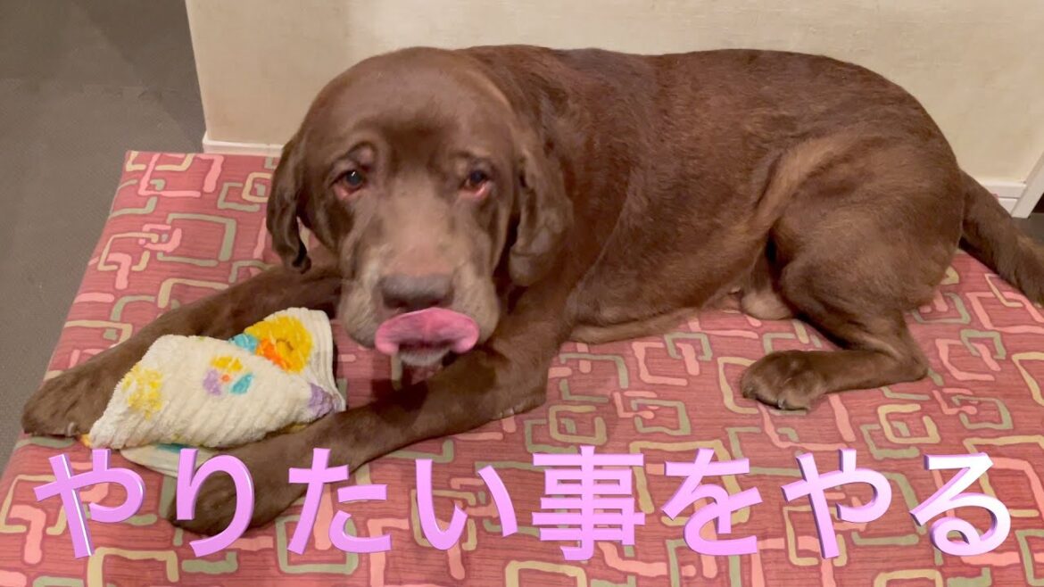 ラブラドールレトリーバー（大型犬）やりたいことがいっぱいや！