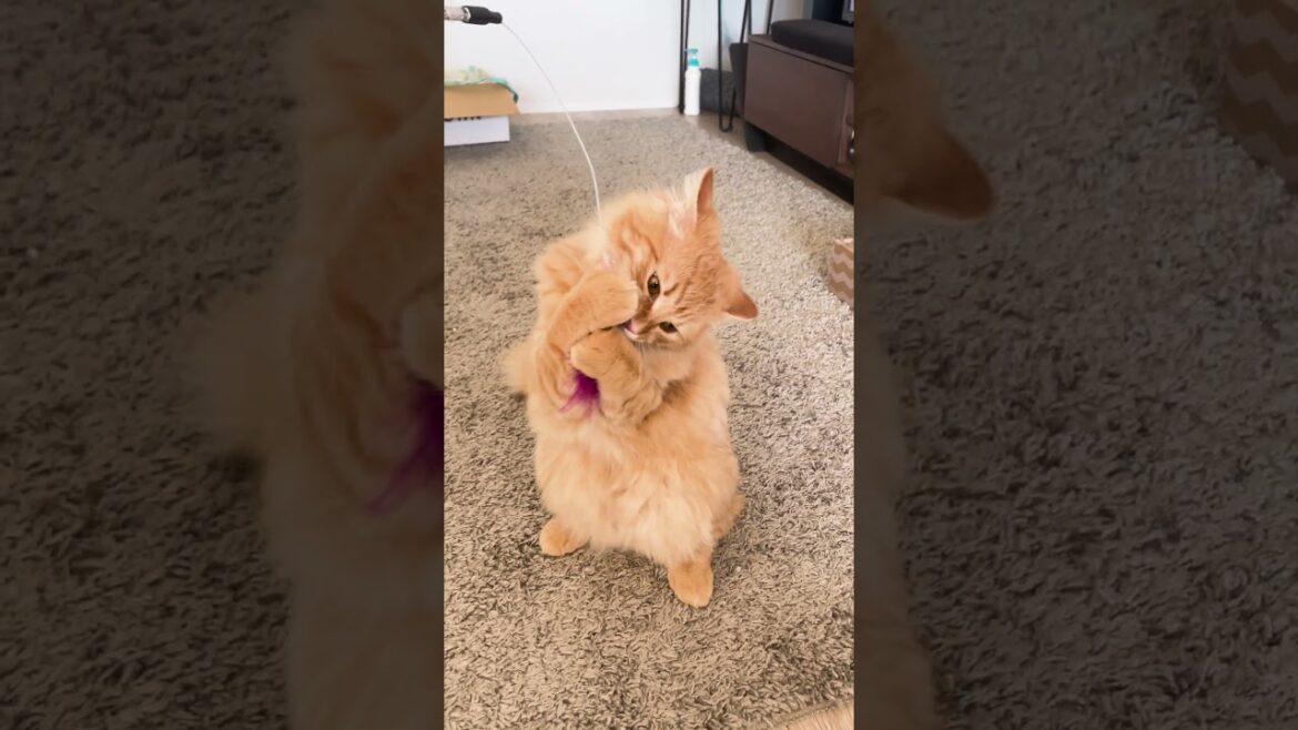 唱を踊る子猫が可愛すぎましたww #サイベリアン #子猫 #cat #kitten #唱 #ado #shorts