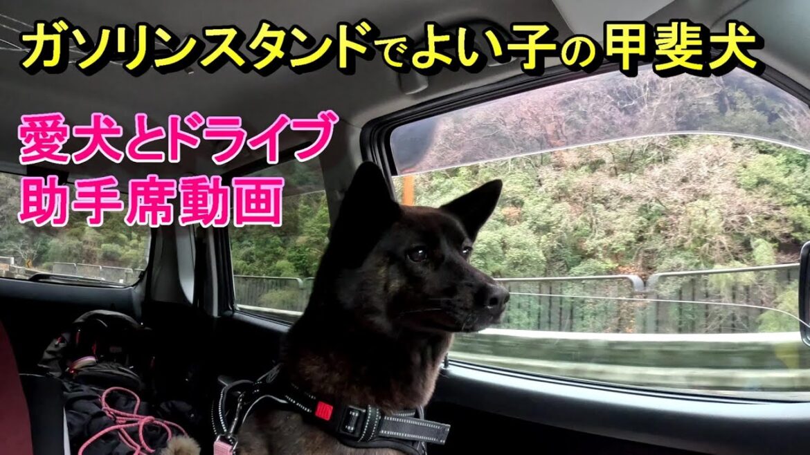 愛犬とドライブ・くしがきの里～十津川果無の水迄の旅その１