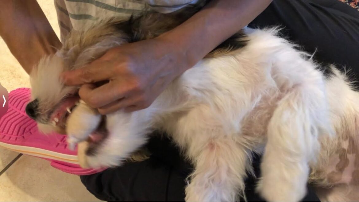 プチバセの子犬、歯が抜ける