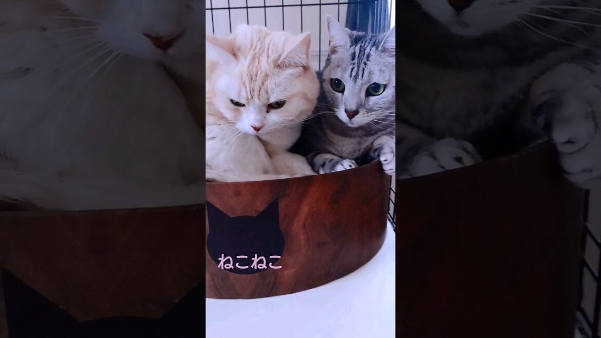 見ていてとても温かい気持ちになった飼い主🐈️ #shorts #cat #猫 #猫動画 #スコティッシュフォールド #アメリカンショートヘア