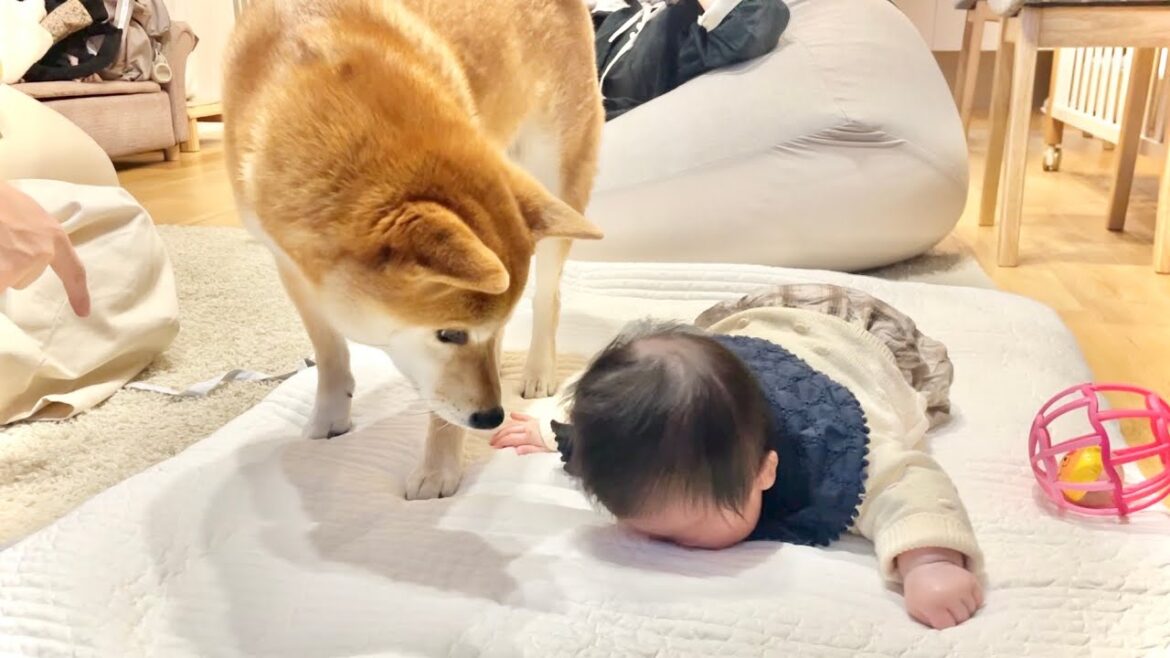 寝返りできそうな赤ちゃんを優しく見守る柴犬兄さん