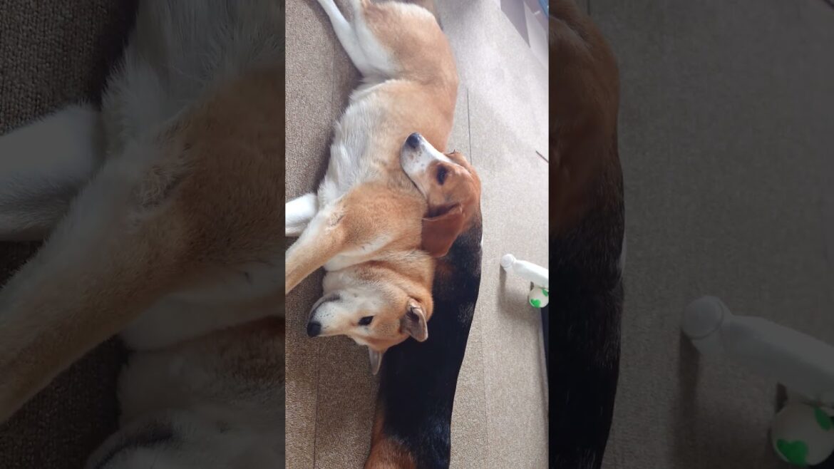 仲良しこよし【柴犬とビーグル】#shorts #shibainu #beagle