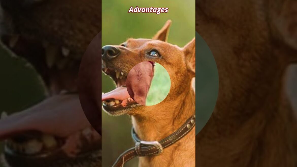 Top 10 smallest dog breeds. No. 6. Royal Pinscher