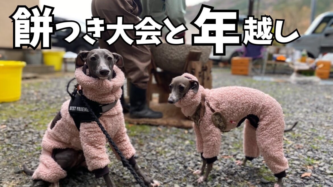 【イタグレ3兄弟】年末年始まとめ動画！