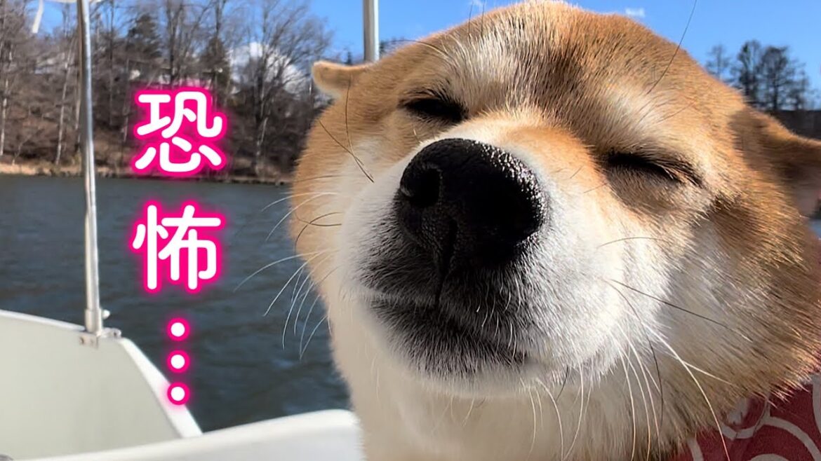 運転が壊滅的に下手なママがボートのハンドルを握って不安が顔にダダ漏れする柴犬
