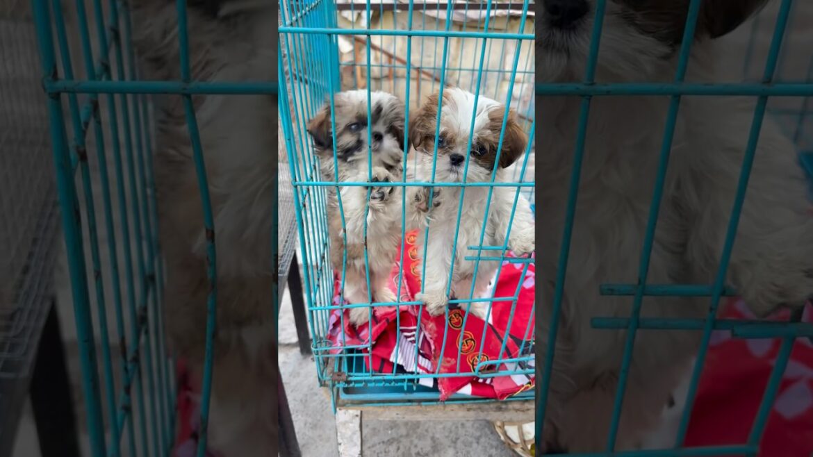 Adorable puppies #doglover #cutedog #shorts #short #ytshorts  #viral