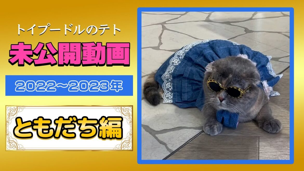 【トイプードルのテト】たくさんのともだち、ニャンコ（猫）も友達。素敵な出会いに感謝です（未公開だった動画シリーズ02）#トイプードル #ペットとお出かけ #ペットパラダイス