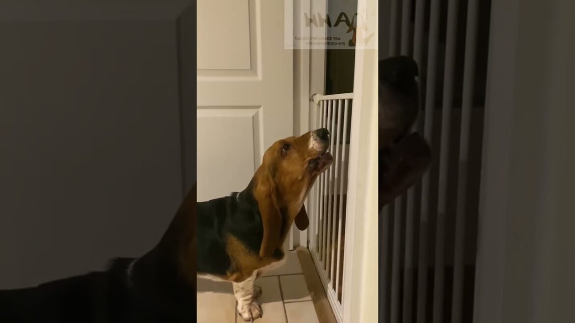 My Basset Hound Thelma howling
