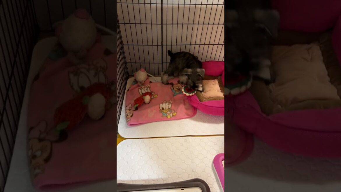 Mシュナウザーの子犬
