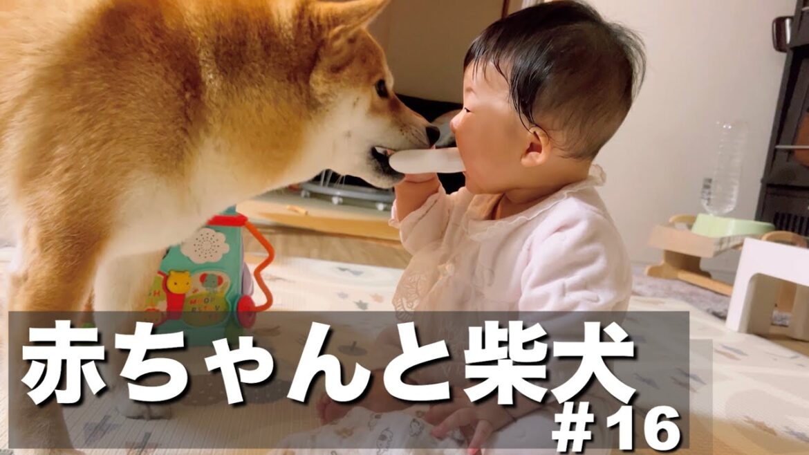 兄柴に甘えん坊な妹豆柴は、赤ちゃんのおもちゃは容赦なく強奪する