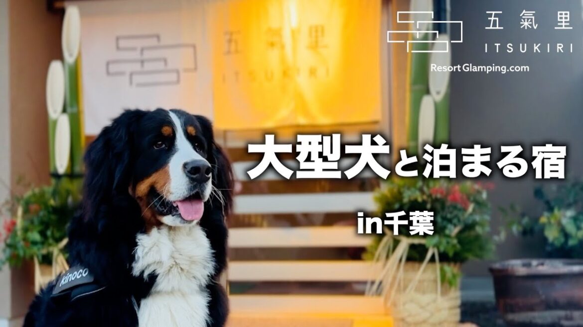 温泉スパリゾート「五氣里」にバーニーズマウンテンドッグと泊まってきました