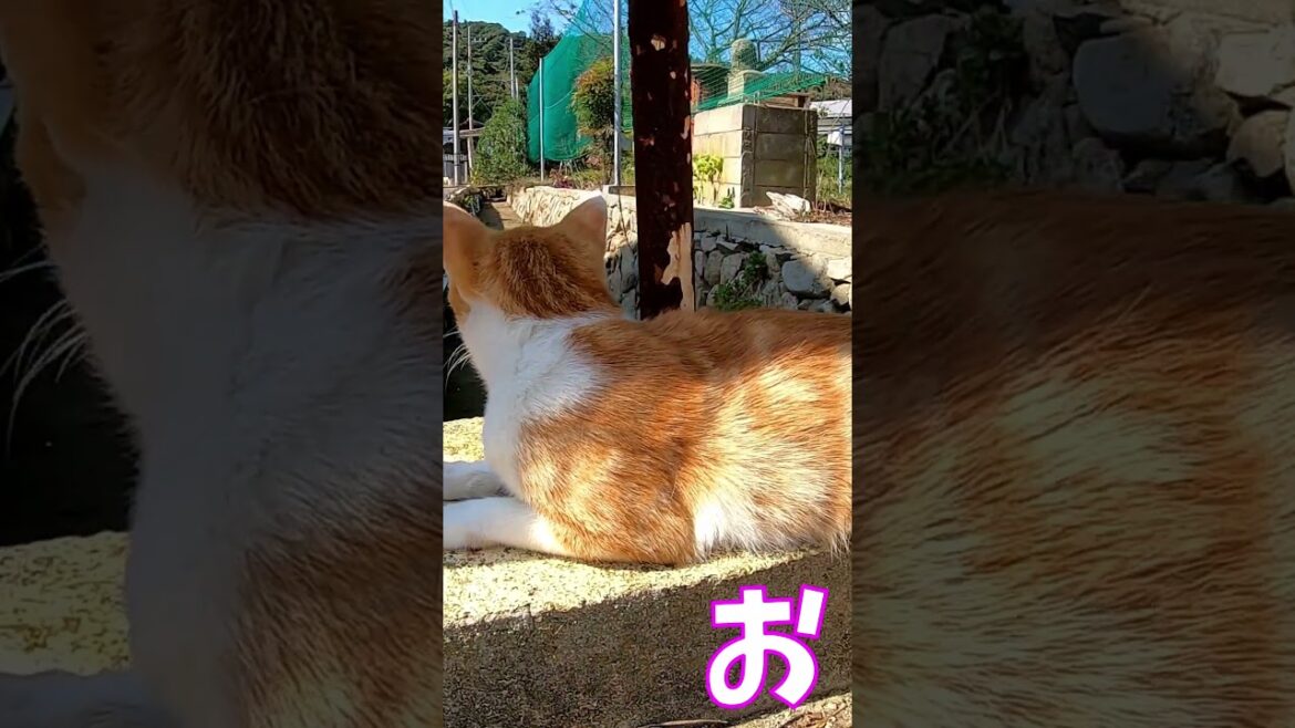 猫」「CAT & PEACE」 #cat #feralcat #ねこ動画 #ソマリ #straycat #保護猫 #ソマリ #保護猫 #野良猫のめまるちゃん