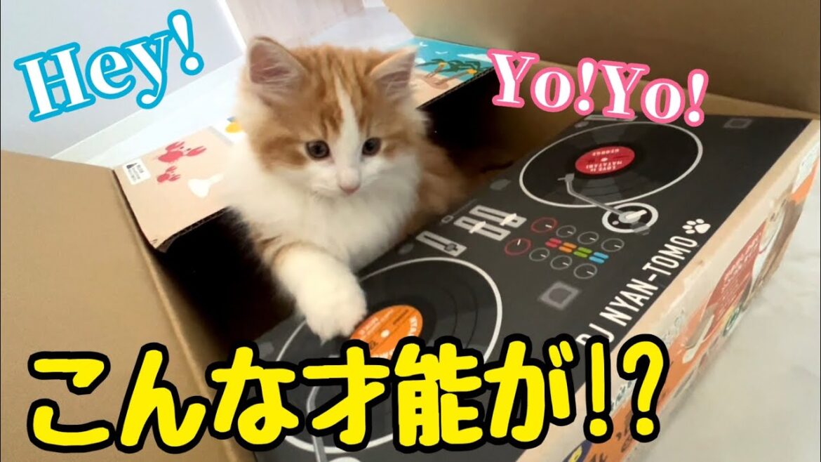 DJ練習中に天性の才能を発揮する子猫のキャロルくん Carol the kitten shows off her natural talent during DJ practice #ねこ #cat DJ練習中に天性の才能を発揮する子猫のキャロルくん Carol the kitten shows off her natural talent during DJ practice #ねこ #cat