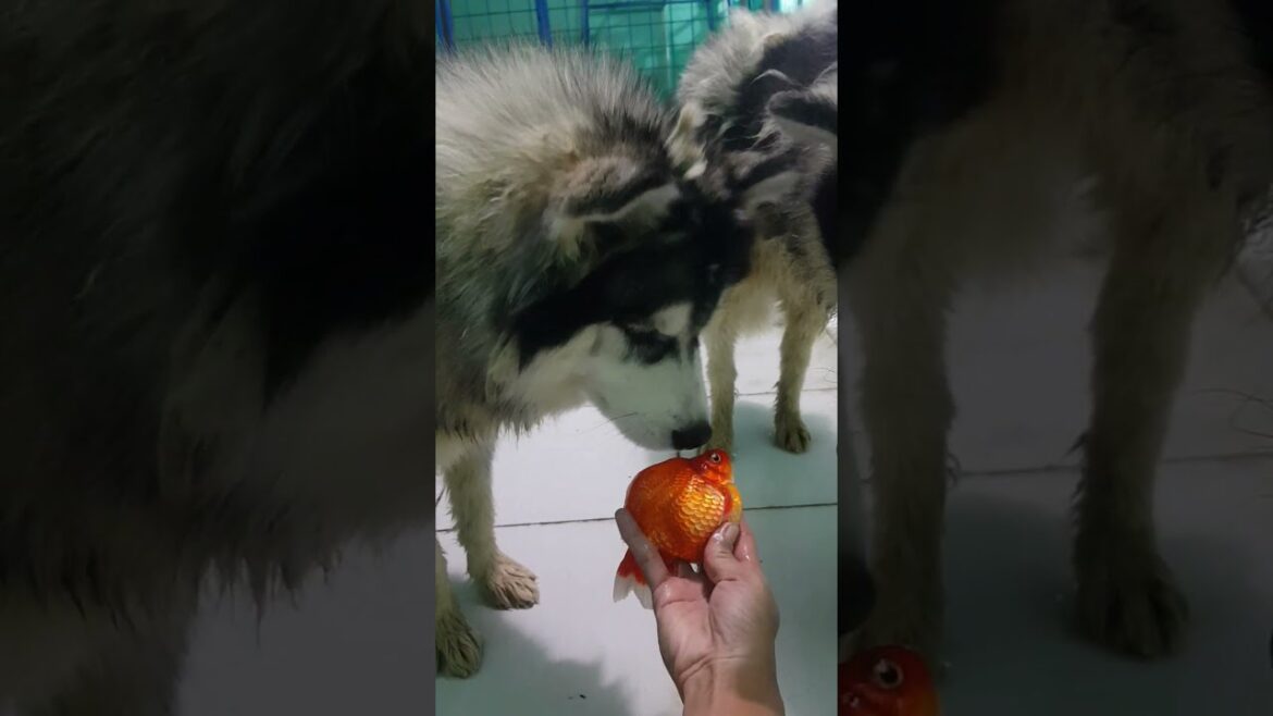 Husky dog ​​tries to save his beloved fish #shorts #husky #dog #save #fish #siberianhuky #beloved
