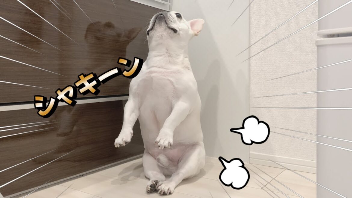ぽやんが立ったーwwwww【朝ルーティーン】【フレンチブルドッグ frenchbulldog】 ぽやんが立ったーwwwww【朝ルーティーン】【フレンチブルドッグ frenchbulldog】