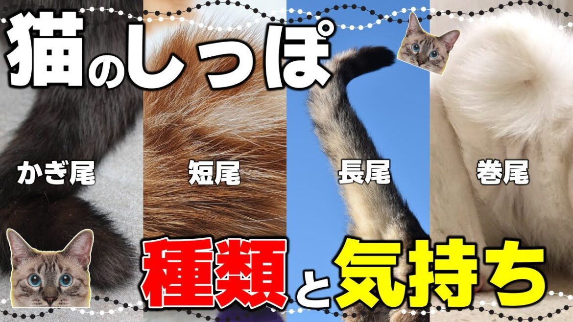 こんなに多い!猫のしっぽの種類としっぽの動きで分かる猫の気持ち こんなに多い!猫のしっぽの種類としっぽの動きで分かる猫の気持ち
