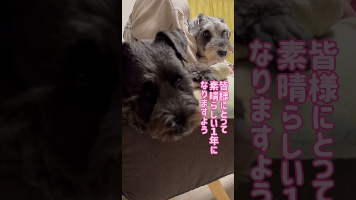 【れおぱおチャンネル】2023年はありがとうございます😊2024年も宜しくお願いします🐶　#愛犬　#多頭飼い　#シュナウザー　#れおぱおチャンネル　#dog