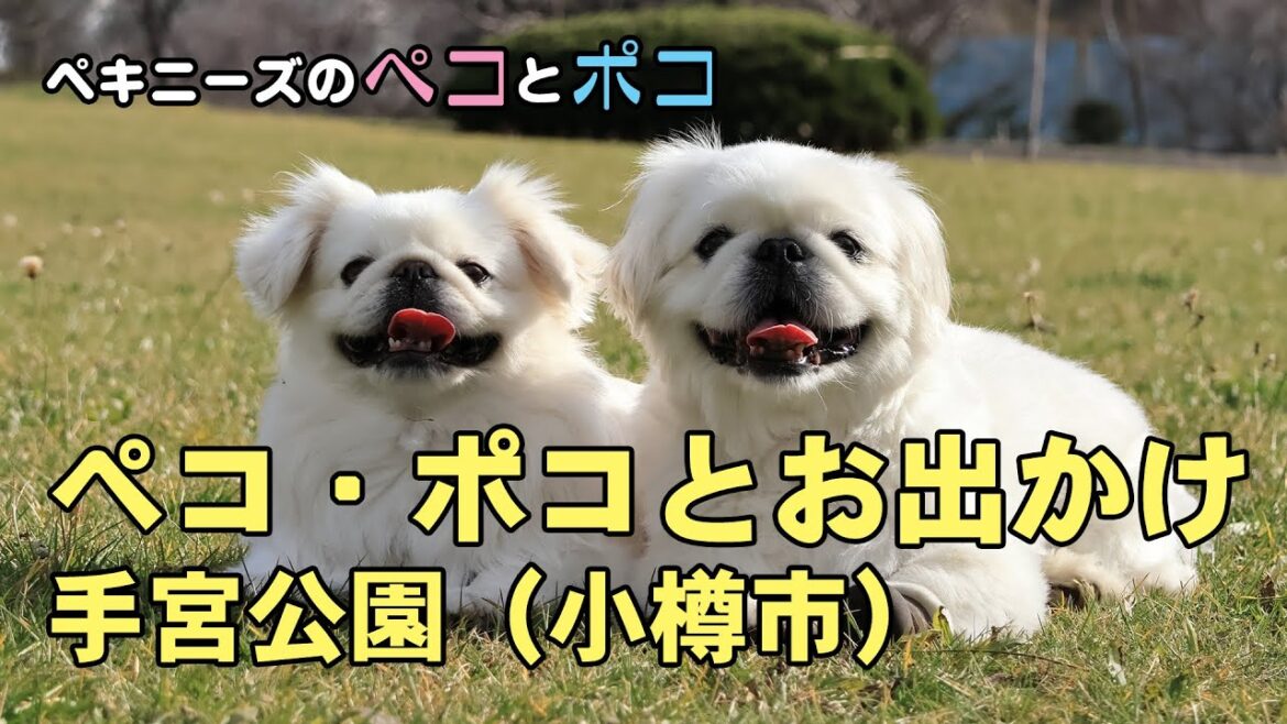 ペキニーズ（犬）ペコ 6歳・ポコ 5歳★手宮公園（小樽市）へお出かけ