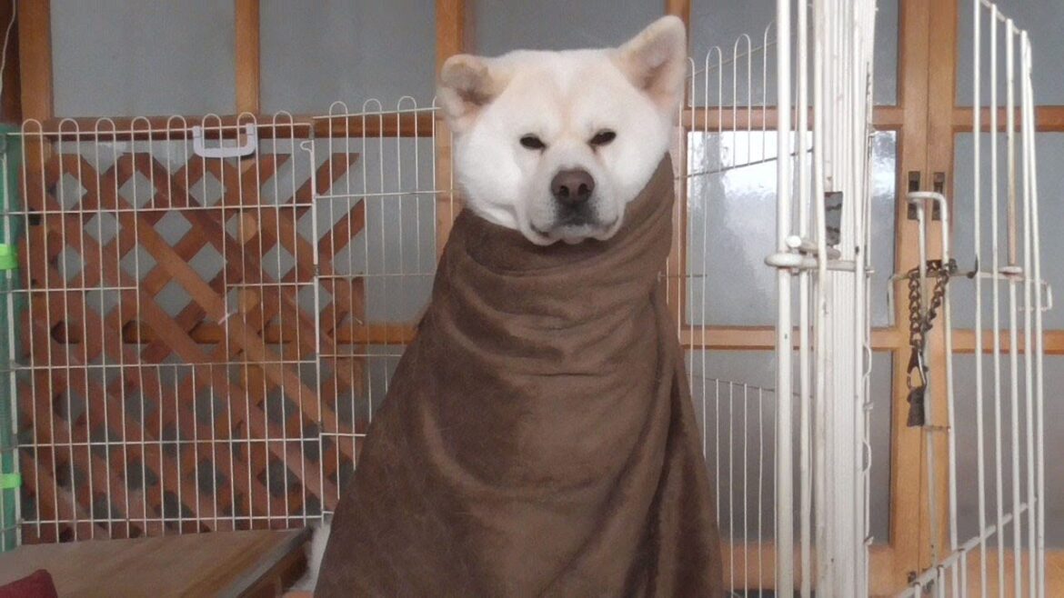 【秋田犬ゆうき】今日は寒いと毛布を掛けてくれたけど想定外のパターンで気の利いたリアクションが出来ない【akita dog】