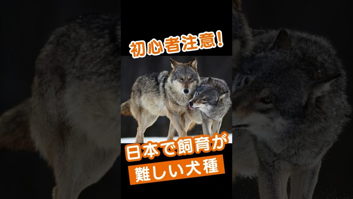 初心者注意！日本で飼育が難しい犬種 #犬の飼育 #初心者の犬種選び #アクティブな犬種 #トレーニング必須の犬種 #健康ケアの犬種 #大型犬の挑戦 #都市部での犬の飼育 #短吻種の健康
