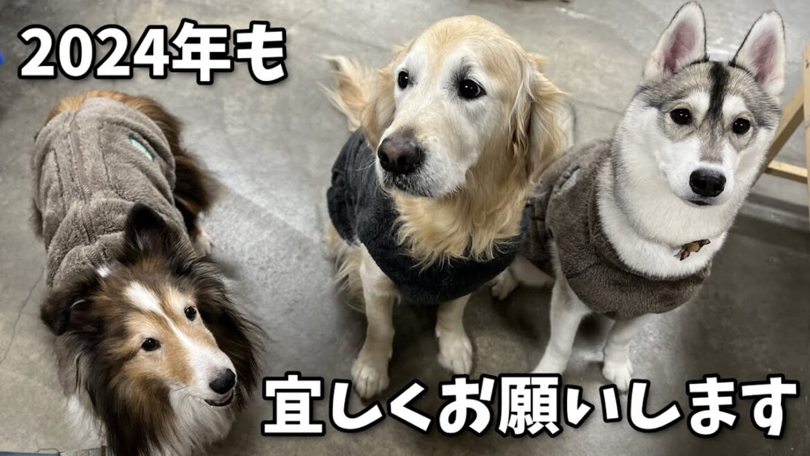 2024年もどうぞよろしくお願いします💖 《シェルティ》