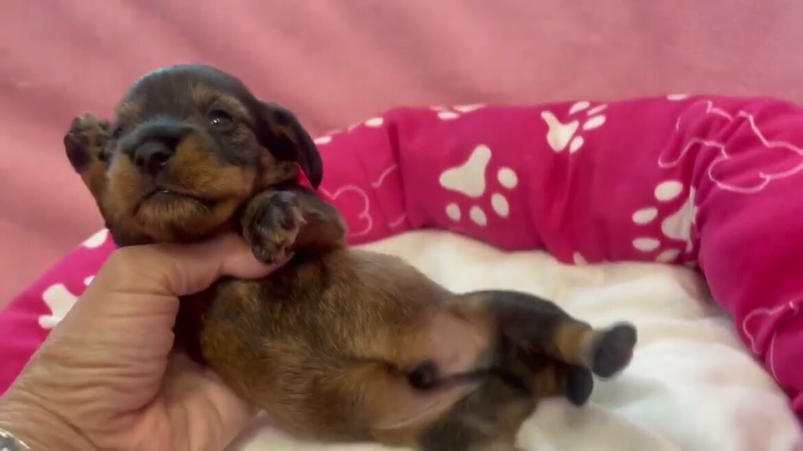 ミニチュアワイヤーダックスの男の子