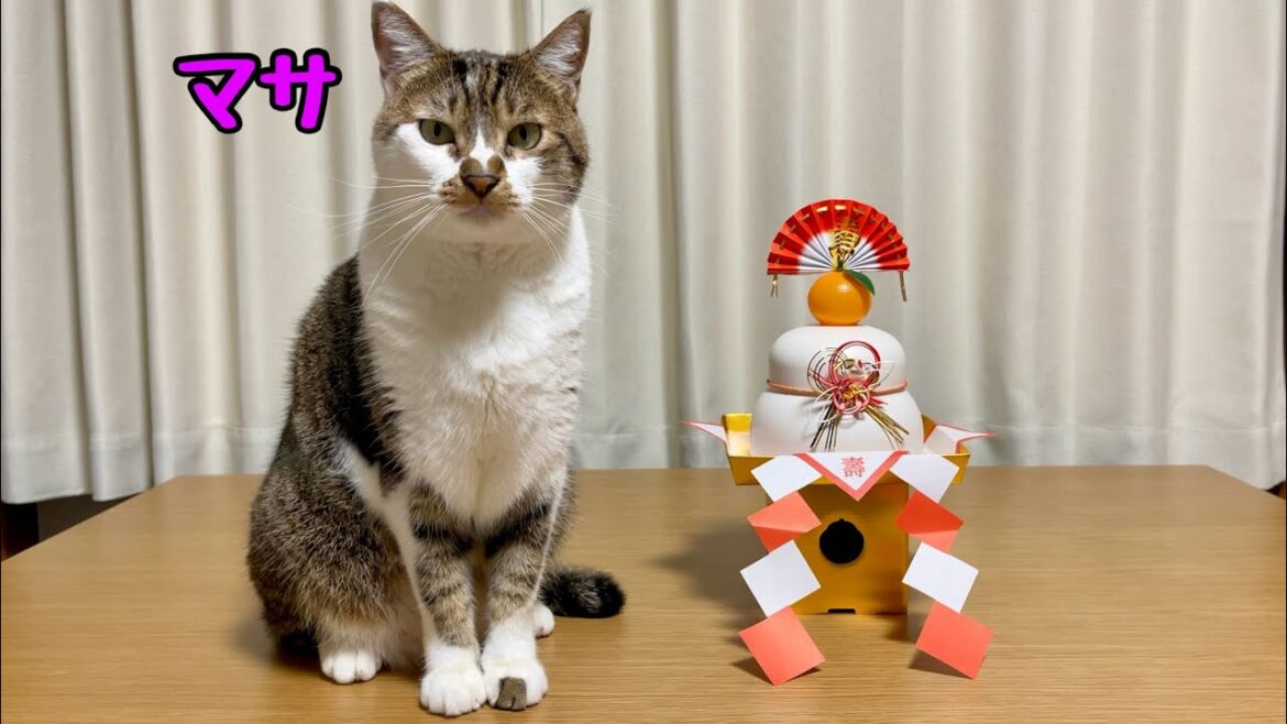 【新年のご挨拶】猫と過ごした正月｜古民家の冬