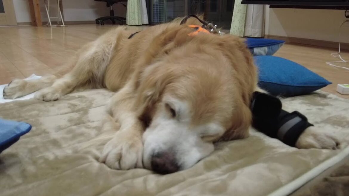 自由に歩く事の出来ない君の為に。家族が出来る事は。【Golden Retriever japan】