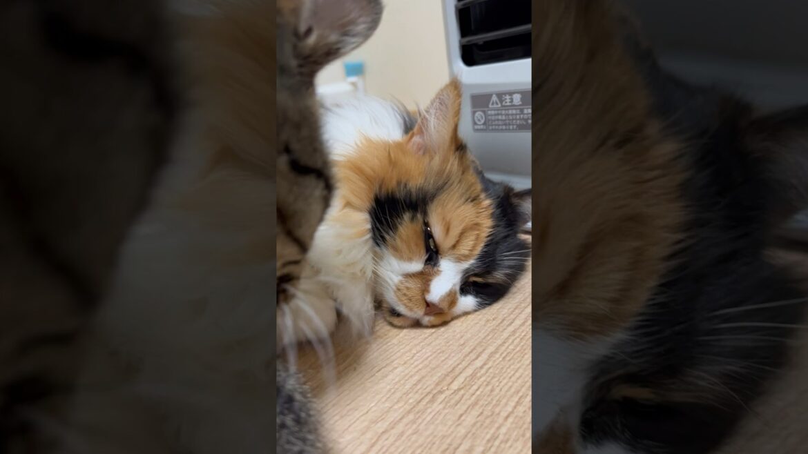 パンク横目で見てる👀 #メインクーン #cat #きじとら