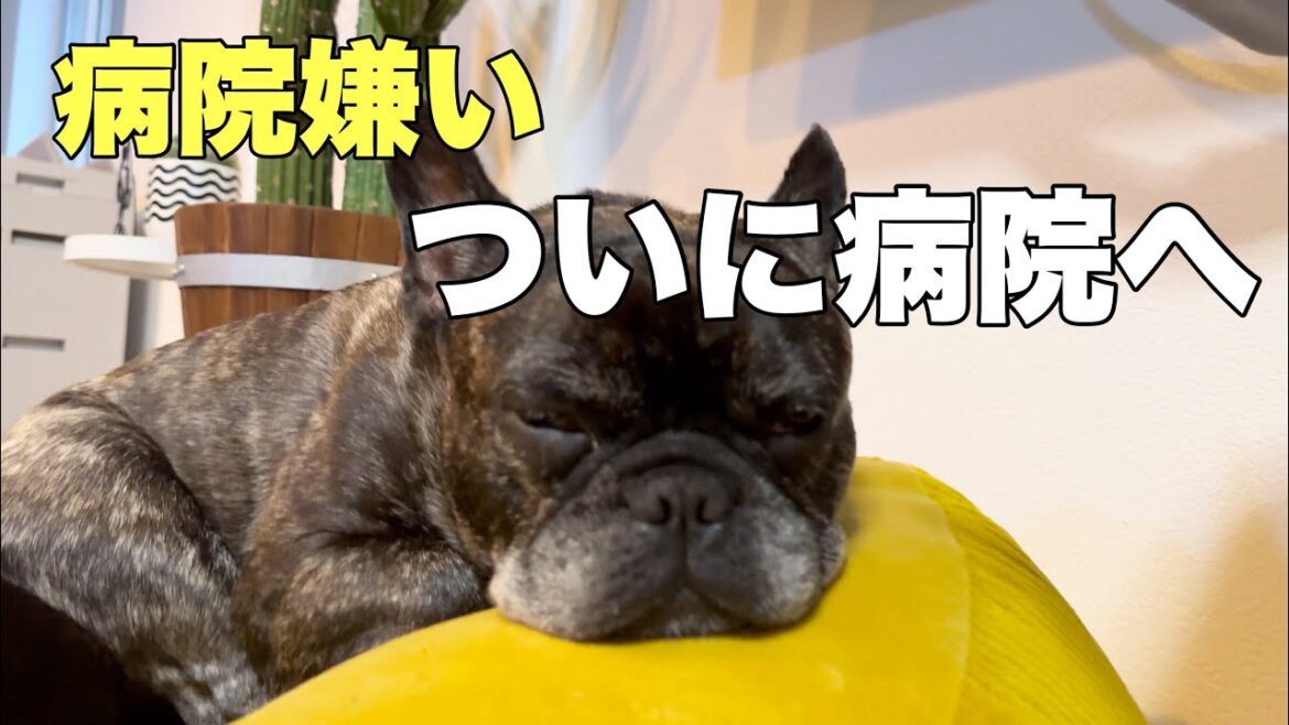 【今年初の病院】フレンチブルドック6頭で昨年1年間でかかった医療費を計算してみた‼