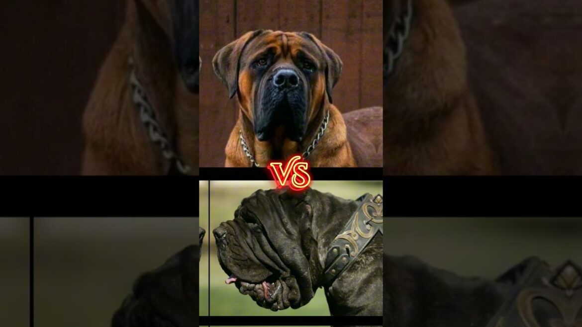 Neapolitan Mastiff VS Boerboel #Short #Viral #Shortfeed #Dogs #Subscribe