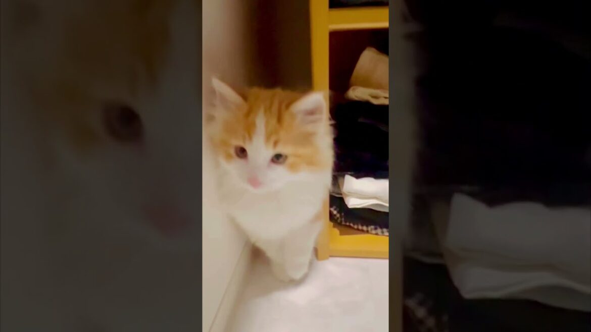 見つけた！と思ったら逆立ちする子猫　　　　　I got you!  A kitten that stands on its head  #cat #cats #ねこ#ネコ
