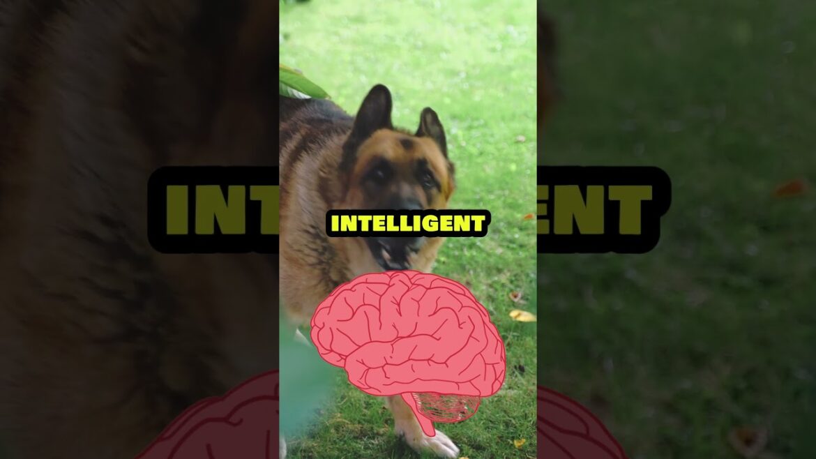 These dogs have my respect !  #dog #dogs #animals