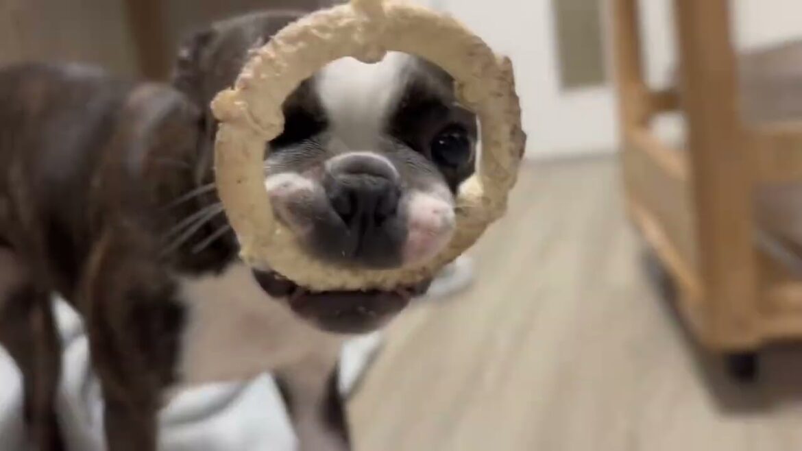 飼い主にお気に入りを見せつける犬【ボストンテリア】はな