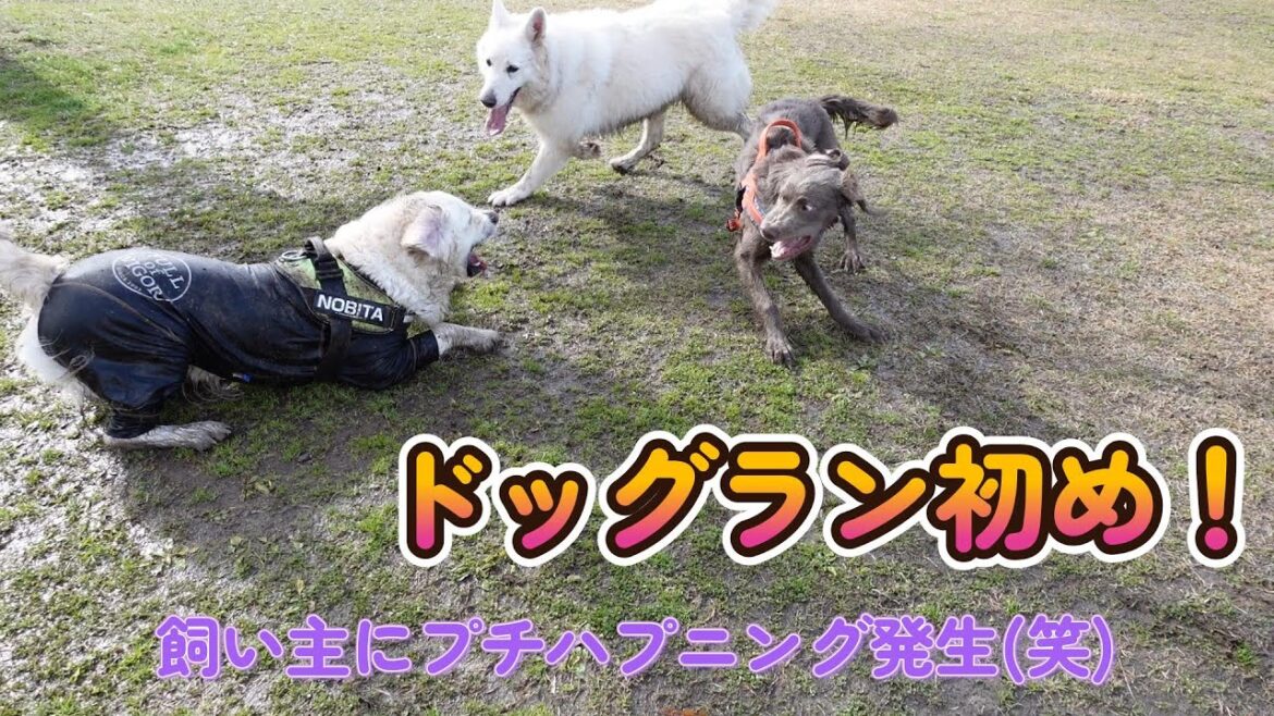 【お出かけ#10】ブルーメの丘でドッグラン初めしてきました！