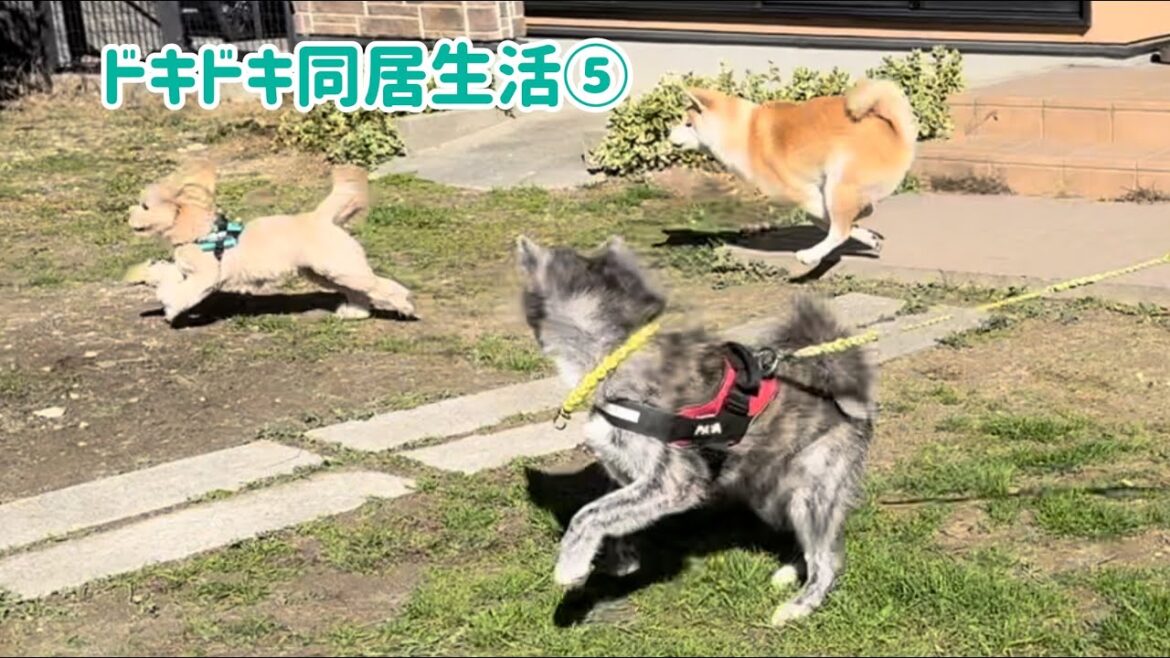 手加減できず、ポメプーちゃんと何となく気まずい雰囲気になってしまった秋田犬こむぎ【Akita-inu】@akita-inu-pata