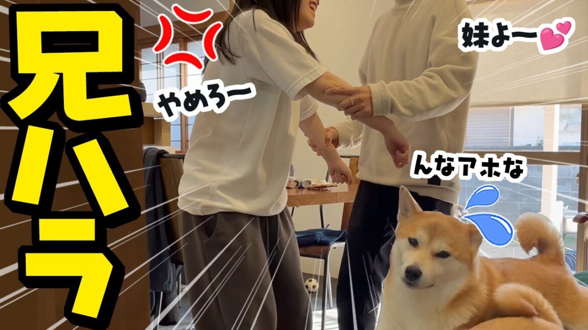 妹にアニハラするお兄ちゃんに呆れる柴犬