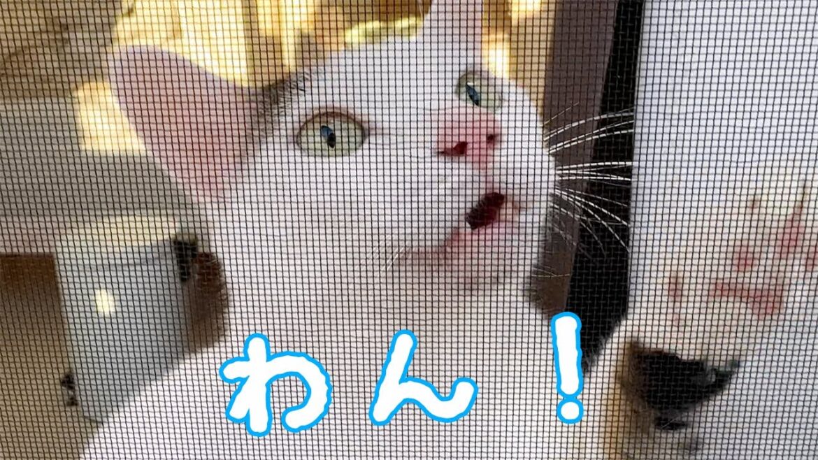 ママに甘えたくて「わん」と言ってしまう猫チロさん！