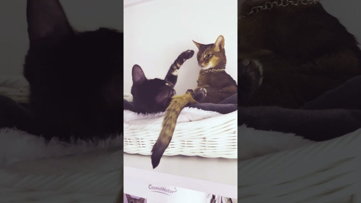 絶対敵対メチャキライヤー #ベンガル #アビシニアン #shorts