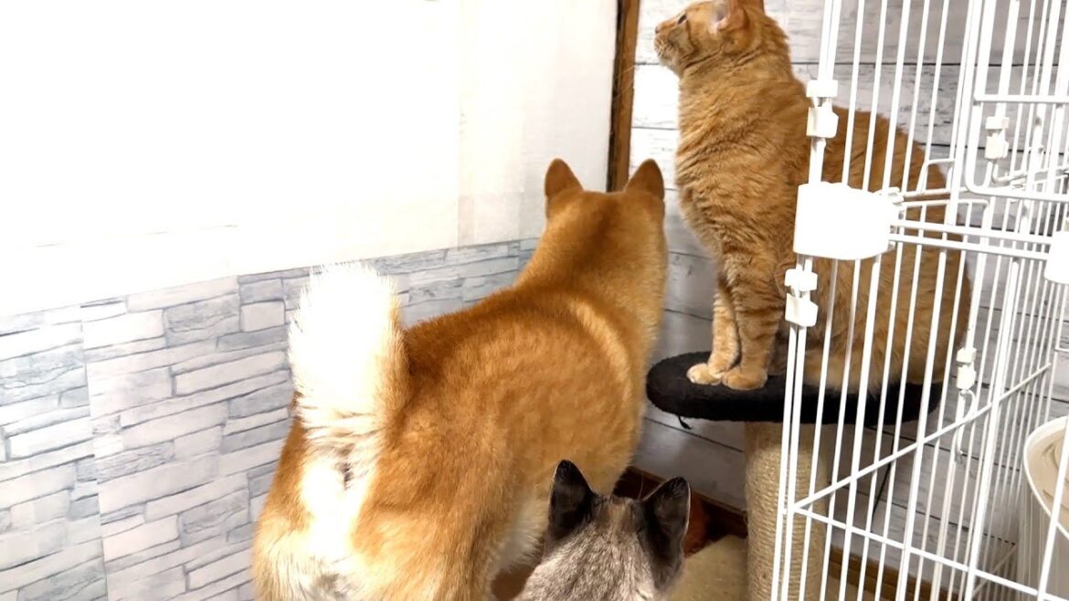 【柴犬と猫】毎朝こうして待ち続けています…。