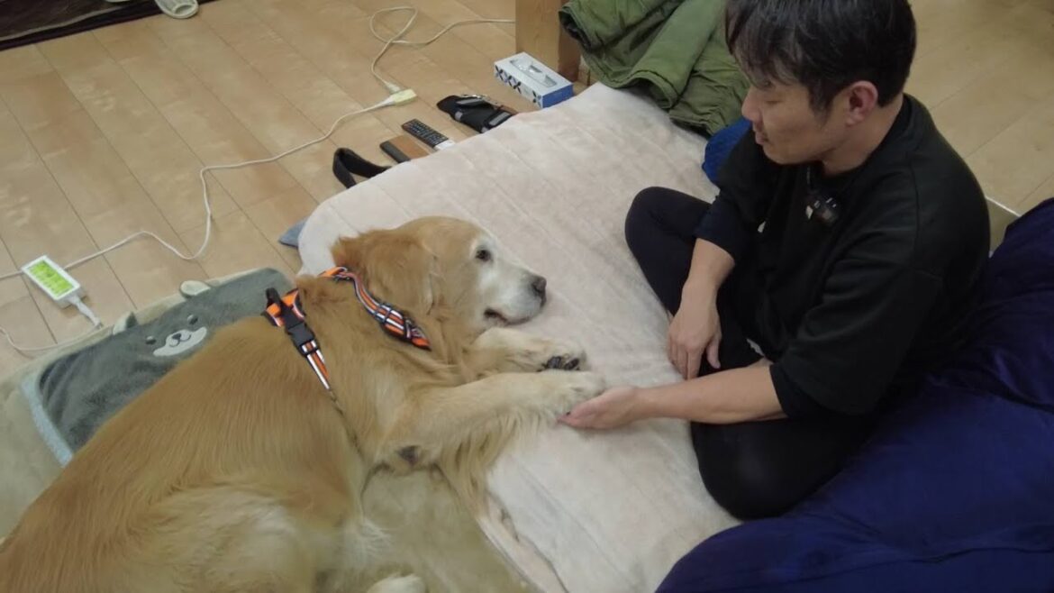 君の介護を全力で！だから全力で甘えて欲しい。二人の絆に涙。【Golden Retriever japan】